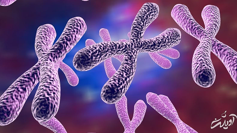 کودکان هوش را از چه کسی به ارث میبرند؟ کودکان هوش را از چه کسی به ارث میبرند؟